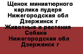  Щенок миниатюрного карлика пудеря - Нижегородская обл., Дзержинск г. Животные и растения » Собаки   . Нижегородская обл.,Дзержинск г.